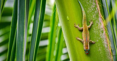 La colle du futur inspirée par les pattes de lézard : une avancée scientifique