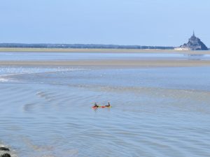 Grandes marées en Baie du Mont-Saint-Michel : voici les dates avec des coefficients de plus de 100, en 2026