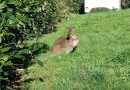 Insolite. Morbihan : le wallaby de Locminé a été capturé, celui de Plumelin court toujours