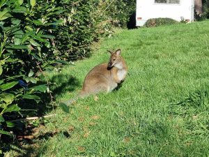Insolite. Morbihan : le wallaby de Locminé a été capturé, celui de Plumelin court toujours