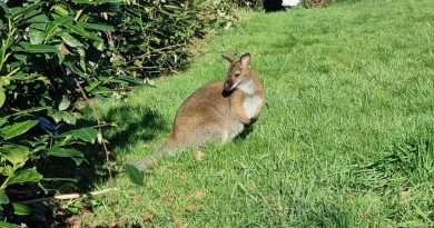 Insolite. Morbihan : le wallaby de Locminé a été capturé, celui de Plumelin court toujours