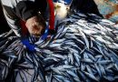 Les pêcheurs inquiets face à la baisse drastique des quotas de pêche de maquereaux