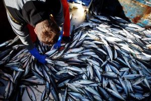 Les pêcheurs inquiets face à la baisse drastique des quotas de pêche de maquereaux