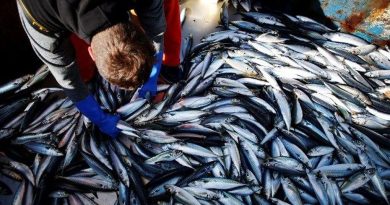 Les pêcheurs inquiets face à la baisse drastique des quotas de pêche de maquereaux