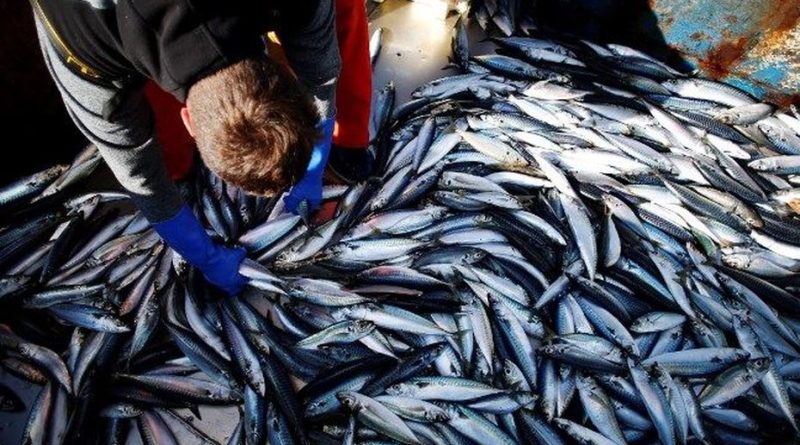 Les pêcheurs inquiets face à la baisse drastique des quotas de pêche de maquereaux