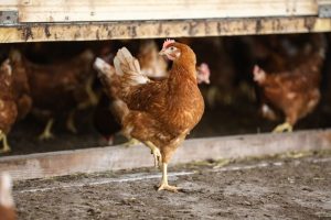 Un foyer de grippe aviaire détecté dans un élevage de poules sur le littoral : une zone réglementée est déployée