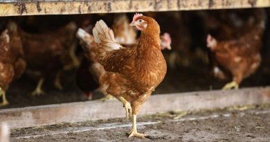 Un foyer de grippe aviaire détecté dans un élevage de poules sur le littoral : une zone réglementée est déployée