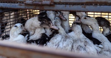 Quatrième cas de grippe aviaire en Côte-d'Or dans un élevage de milliers de canards