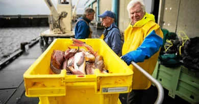 Du Guilvinec à vos assiettes : découvrez les coulisses de la pêche bretonne