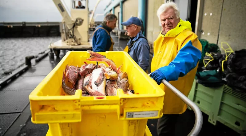 Du Guilvinec à vos assiettes : découvrez les coulisses de la pêche bretonne