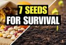 7 Graines Essentielles pour un Jardin de Survie