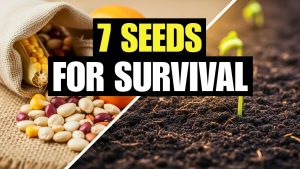 7 Graines Essentielles pour un Jardin de Survie