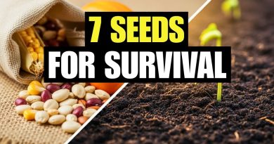 7 Graines Essentielles pour un Jardin de Survie