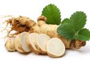 Ginseng : un remède naturel contre le teint terne et le relâchement cutané