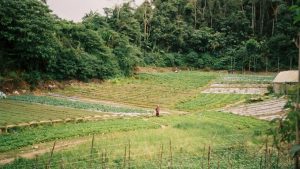 8 milliards de voisins - Comment préserver les savoir-faire agricoles des Outre-Mer ?