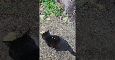 8 octobre : Une grêle inattendue et un chat noir et blanc