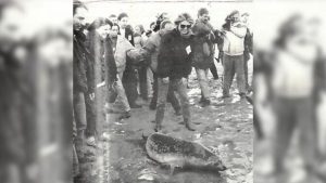 Une icône s’en va : Quand Brigitte Bardot relâchait un phoque en Baie de Somme