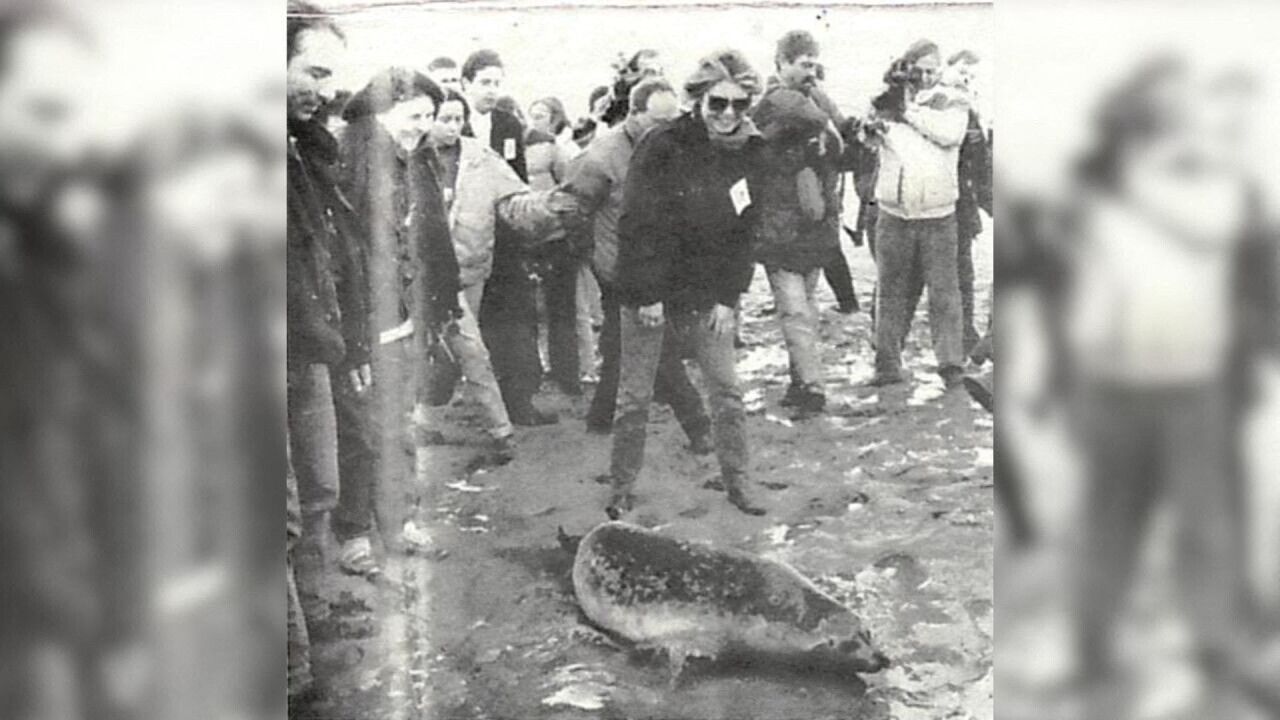 Brigitte Bardot relâche un phoque en Baie de Somme : retour sur un moment marquant