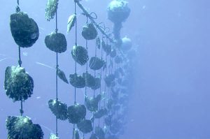 Maintien des précautions sur les écloseries de nacres