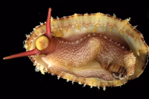 A la Guadeloupe, une centaine d’espèces décrites pour la première fois après un inventaire scientifique