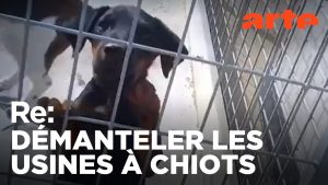À la découverte des trafiquants de chiots | Reportage ARTE
