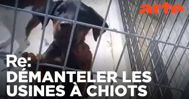 À la découverte des trafiquants de chiots | Reportage ARTE