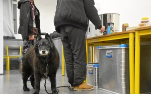 « À partir d’une certaine température, les nuits sont hard » : à Saint-Brieuc, cette salle est transformée en centre d’hébergement d’urgence