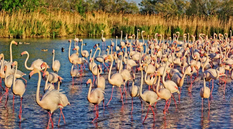 Biodiversité : WWF souligne l'efficacité de la protection, mais de nombreuses espèces menacées