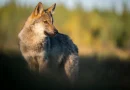 Protection du loup : un enjeu menacé malgré une image positive en publicité