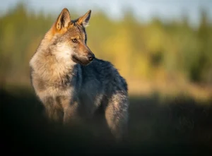 Protection du loup : un enjeu menacé malgré une image positive en publicité