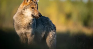 Protection du loup : un enjeu menacé malgré une image positive en publicité