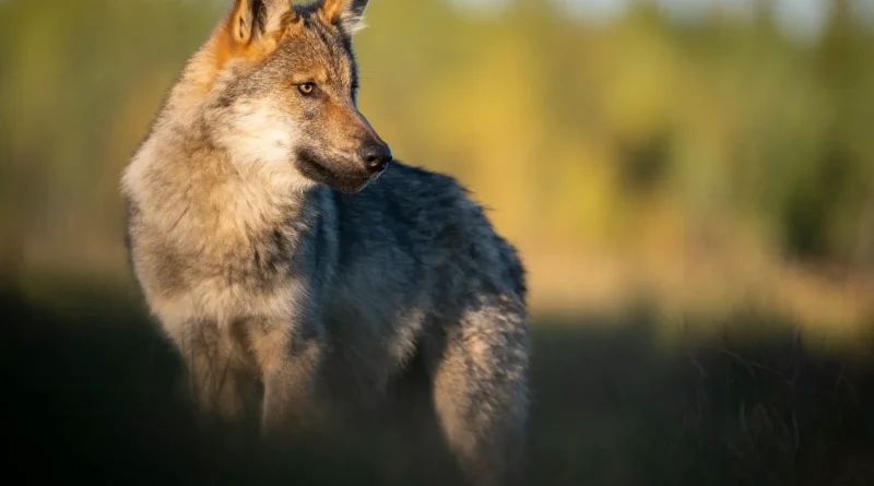 Protection du loup : un enjeu menacé malgré une image positive en publicité