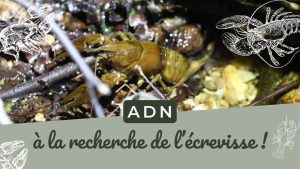 ADNe : Exploration des écrevisses !