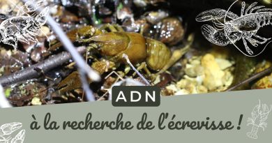 ADNe : Exploration des écrevisses !
