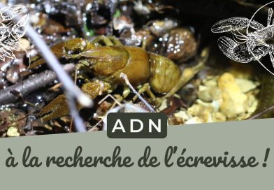 ADNe : Exploration des écrevisses !
