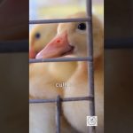 Actualités du Danemark : Immigration, Météo et Expats - 25/10/2025