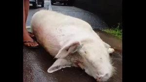 Adieu à Rosie : Titioro pleure sa mascotte disparue