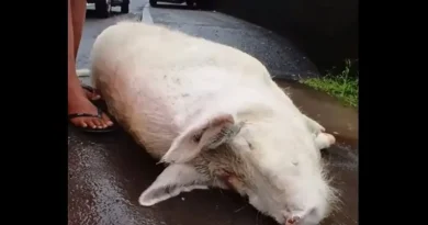 Adieu à Rosie : Titioro pleure sa mascotte disparue