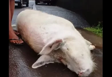 Adieu à Rosie : Titioro pleure sa mascotte disparue