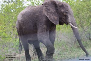 Afrique du Sud. Kruger. Big fives.10/10