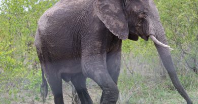 Afrique du Sud. Kruger. Big fives.10/10