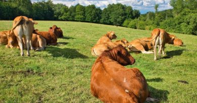 Agriculture : Un nouveau foyer de DNC en Haute-Garonne, la grogne s'intensifie - Dis-leur !
