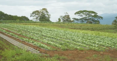 Polynésie : Un fonds d’indemnisation voté pour sauver les agriculteurs frappés par les intempéries et les pertes records Agriculture : Face aux intempéries et leurs conséquences, un fonds d'indemnisation a été voté par l'Assemblée