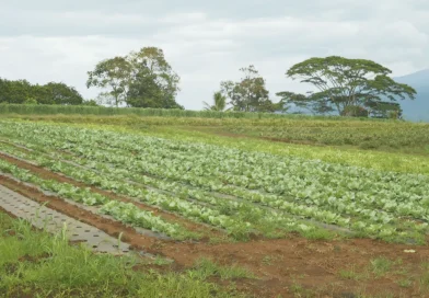 Agriculture : Face aux intempéries et leurs conséquences, un fonds d'indemnisation a été voté par l'Assemblée 