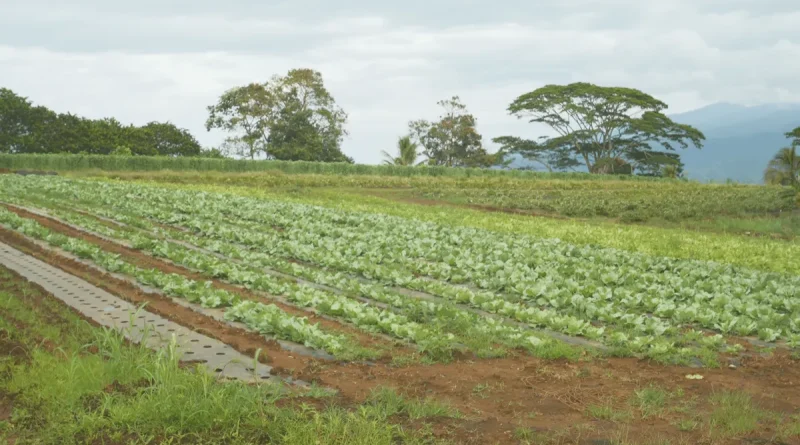 Agriculture : Face aux intempéries et leurs conséquences, un fonds d'indemnisation a été voté par l'Assemblée