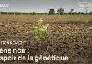 Agrile du frêne : une riposte génétique efficace