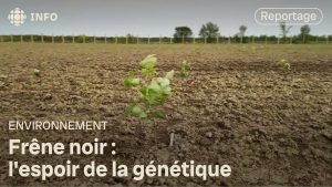 Agrile du frêne : une riposte génétique efficace