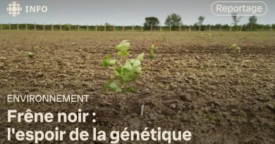 Agrile du frêne : une riposte génétique efficace