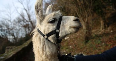 Alsace. Quatre lamas tués, dont un dévoré, dans le Jura alsacien