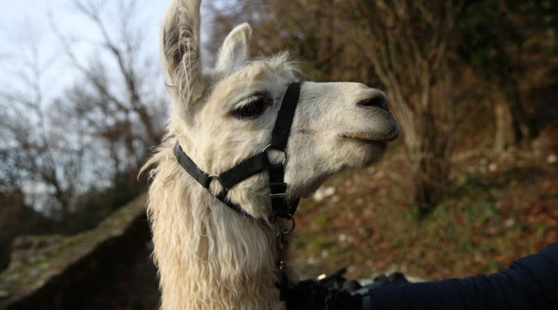 Alsace. Quatre lamas tués, dont un dévoré, dans le Jura alsacien